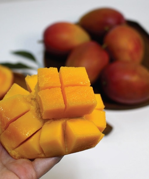 제주 애플망고 2kg(6수내)