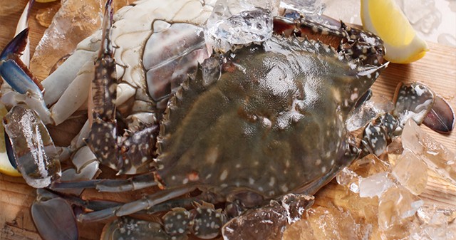 서해안 봄 제철 활 암꽃게 중 1kg(3~4미/빙장/얼음포장)