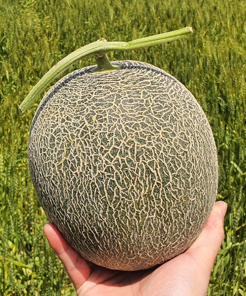 노을멜론 로얄과 4kg(2수)